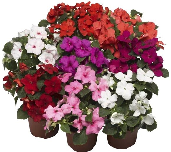 2026 Impatiens walleriana Accent Premium Mix - Impatiens ombre