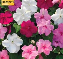 2026 Impatiens walleriana Vitara Mystic Mix - Impatiens ombre