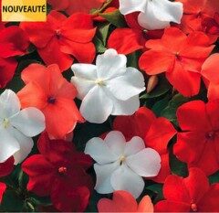 2026 Impatiens walleriana Vitara Sunrise Mix - Impatiens ombre