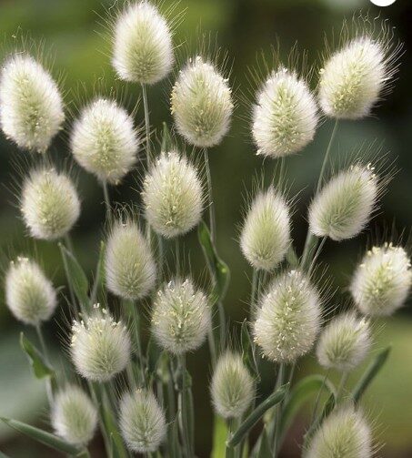 2026 Lagurus ovatus Bunny Trails - Lagure