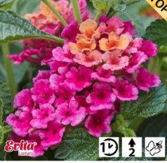 2026 Lantana camara Evita Magenta - Lantanier