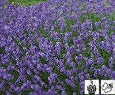 2026 Lavendula angustifolia Hidcote Blue - Lavande