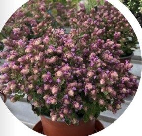 2026 Origanum x rotundifolia Deco Purple - Origan, Marjolaine