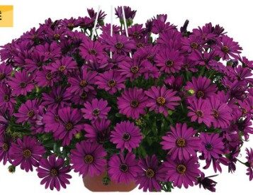2026 Suspension Ronde Osteospermum Erato Purple - Osteospermum Panier