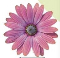 2026 Osteospermum ecklonis Flower Power Rose Surprise - Osteospermum