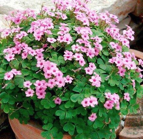 2026 Oxalis Pink Pillow - Oxalis