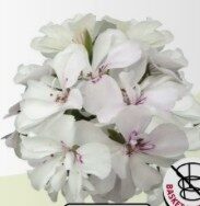 2026 Pelargonium peltatum (Mi-Lierre) Royal White 28 - Géranium demi-lierre