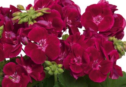 2026 Pelargonium x hortorum Flower Fairy Velvet - Géranium zonale