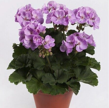 2026 Pelargonium x hortorum Greta -Géranium zonale