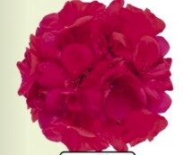 2026 Pelargonium x hortorum Lucky - Géranium zonale