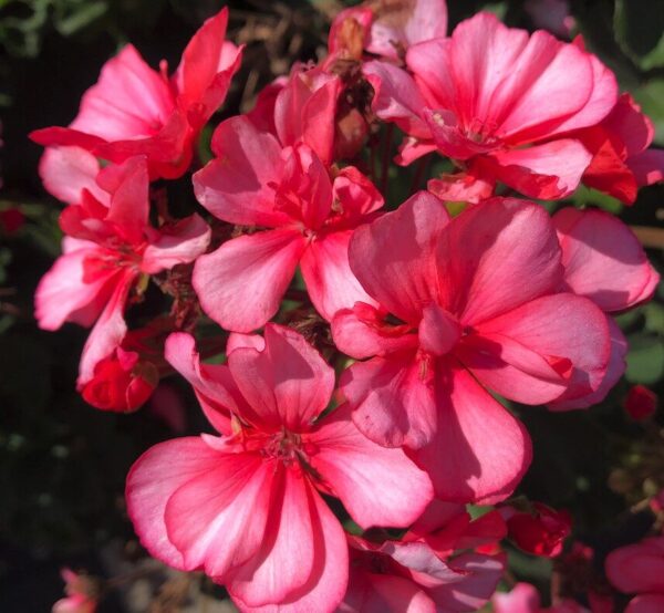2026 Pelargonium x hortorum Moonlight Rose Picotee - Géranium zonale