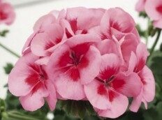 2026 Pelargonium x hortorum Sunrise Smokey Eye Rose - Géranium zonale