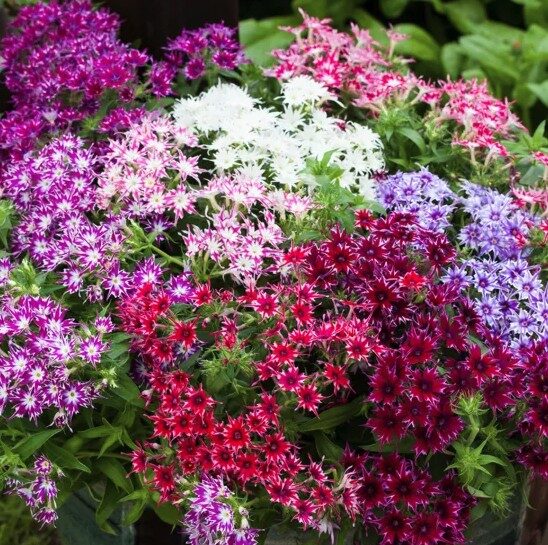 2026 Phlox drummondi Popstars Formula Mix - Phlox