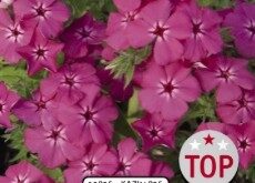 2026 Phlox x hybrida Gisele Hot Pink - Phlox