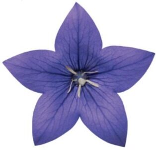 2026 Platycodon grandiflorus Astra Blue - Campanule à grandes fleurs