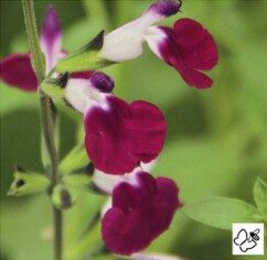 2026 Salvia greggi Amethyst Lips - Sauge arbustive
