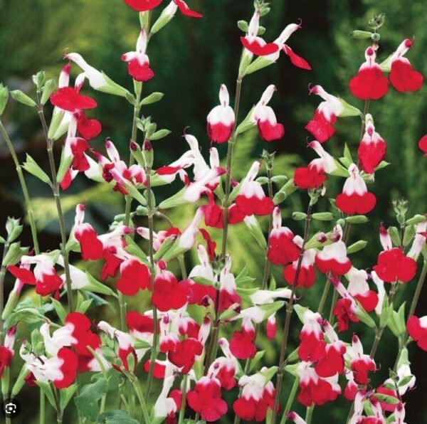 Salvia greggi Hot Lips - Sauge arbustive