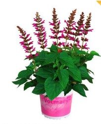 2026 Salvia x hybrida Salgoon Flamingo Lake  - Sauge