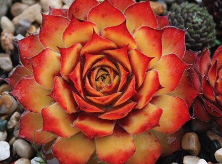 2026 Sempervivum arachnoideum Gold Nugget - Joubarbe à toile d'araignée