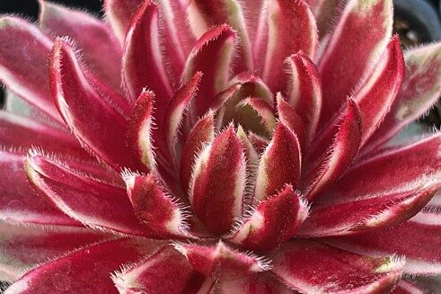 2026 Sempervivum arachnoideum Lotus Blossom - Joubarbe à toile d'araignée