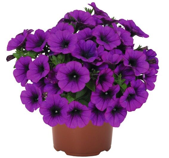 2026 Surfinia Potunia compact Lilac - Pétunia compact