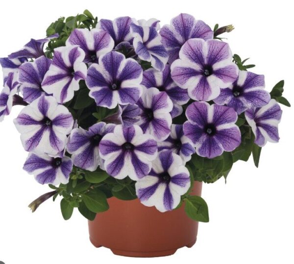 2026 Surfinia Potunia compact Peppy Starfish - Pétunia compact