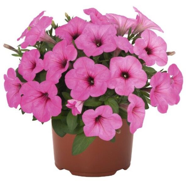 2026 Surfinia Potunia compact Pinkalicious - Pétunia compact