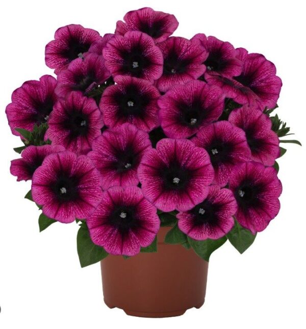 2026 Surfinia Potunia compact Purple Gem  - Pétunia compact