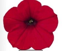 2026 Suspension Sac Surfinia Famous Red Fire - Pétunia retombant Cascade