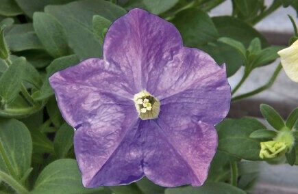 2026 Suspension Sac Surfinia Famous Sky Blue - Pétunia retombant Cascade