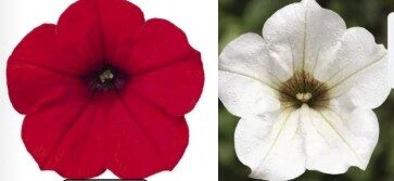 2026 Suspension Ronde Surfinia Famous Red Fire et White - Pétunia retombant Panier