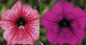 2026 Suspension Ronde Surfinia Hot Pink et Purple - Pétunia retombant Panier