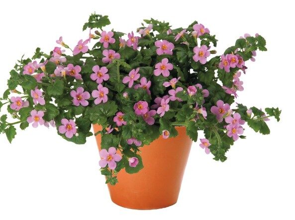 2026 Sutera cordata Bahia Pink - Bacopa