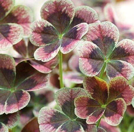 2026 Trifolium Angel Cover Chocolate - Trèfle blanc