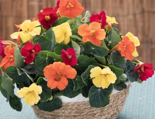 2026 Tropaeolum minus Baby Formula Mix - Capucine naine