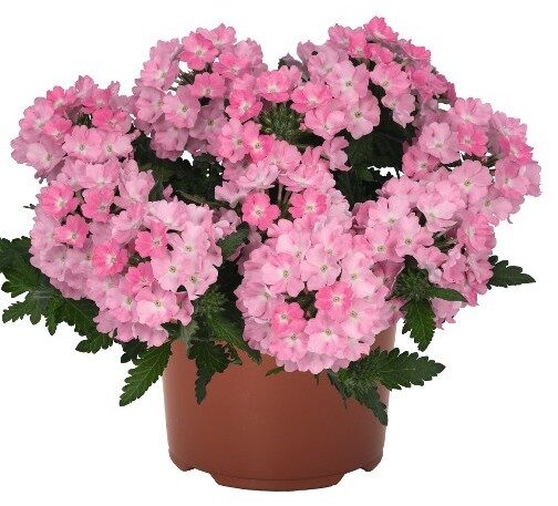 2026 Verbena x hybrida Lindolena Pink - Verveine