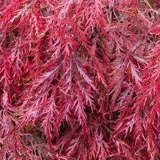 Acer palmatum 'Garnet'