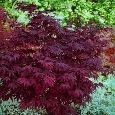 Acer palmatum 'Atropurpureum'