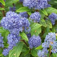 Ceanothus delilianus 'Gloire de Versaille'