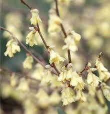 Corylopsis pauciflora