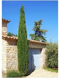 Cupressus sempervirens 'Stricta'