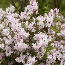 Deutzia purpurascens 'Kalmiflora'