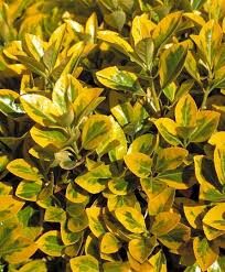 Euonymus 'Aureomarginatus'