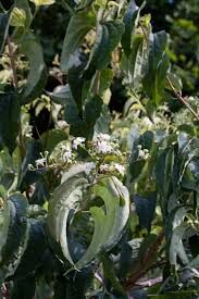 Heptacodium micoioides