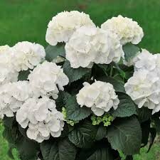 Hydrangea macrophylla 'Soeur Thérèse'