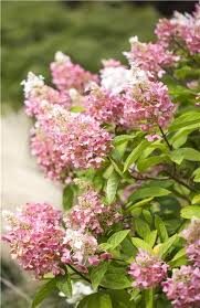 Hydrangea paniculata 'Pinky Winky'