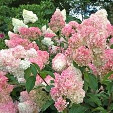 Hydrangea paniculata 'Vanille Fraise'