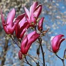 Magnolia liliflora 'Nigra'