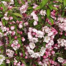 Malus 'Van Eseltine'