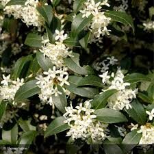 Osmanthus burkwoodii (X)